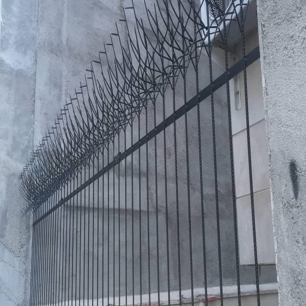 حفاظ شاخ گوزنی در کیش
