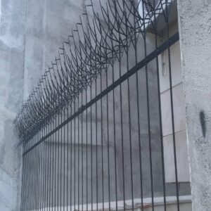 حفاظ شاخ گوزنی در کیش