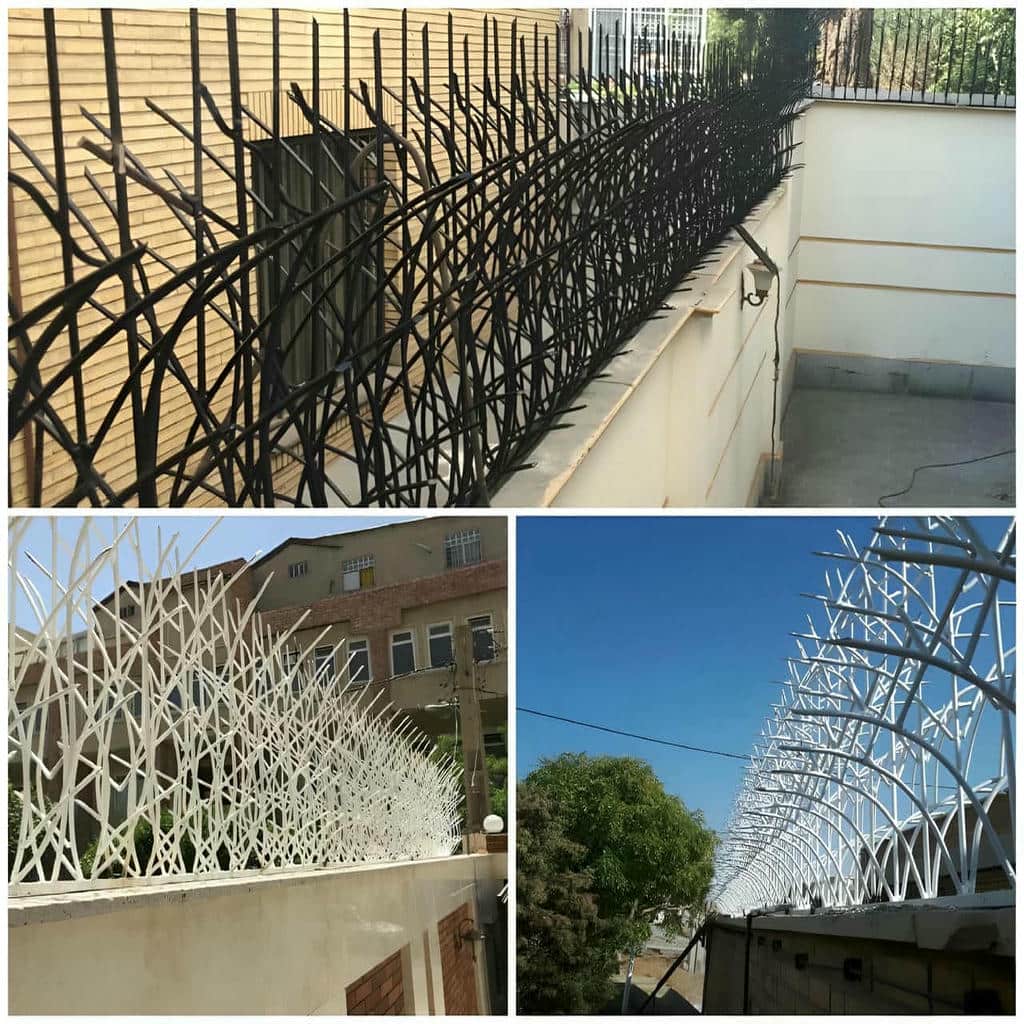 حفاظ شاخ گوزنی در رفسنجان