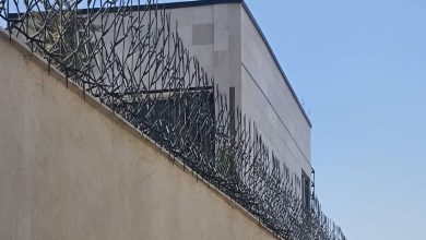 حفاظ شاخ گوزنی در مهرشهر کرج