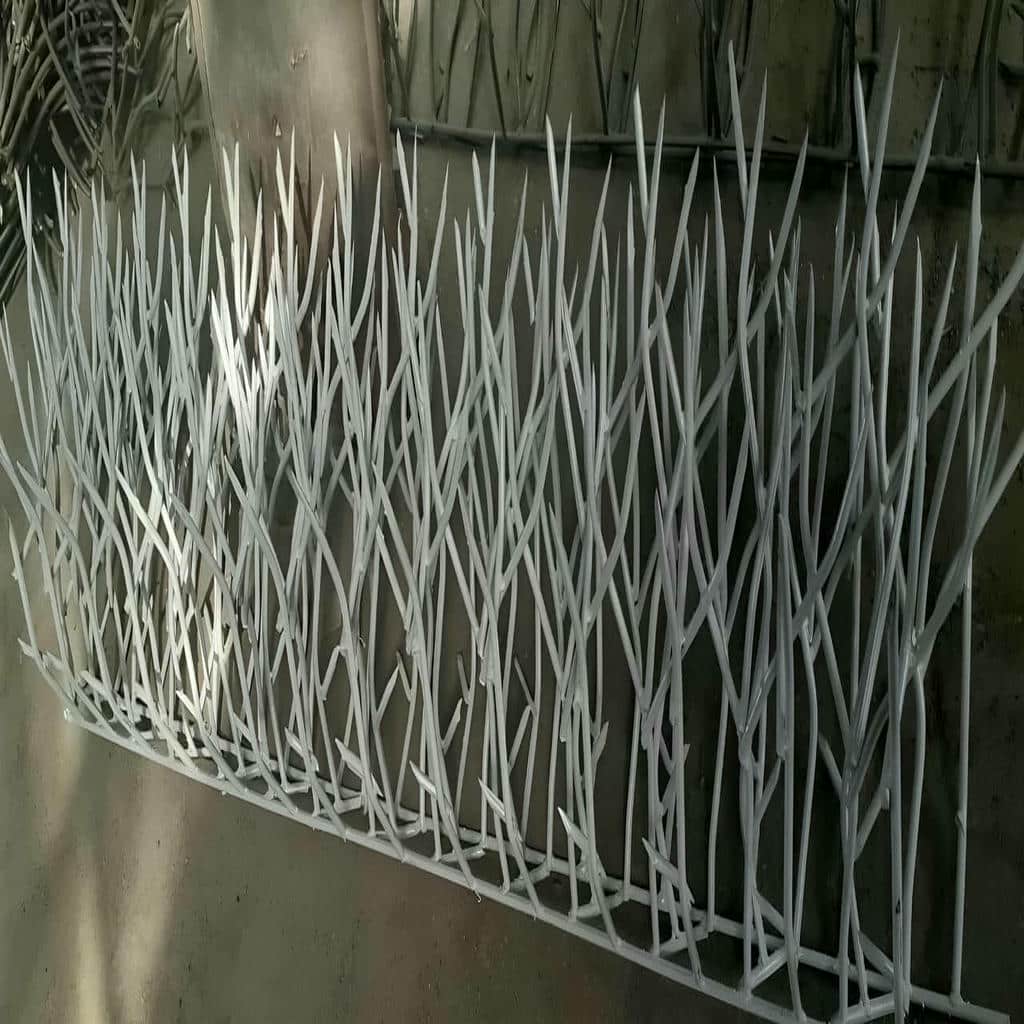 حفاظ شاخ گوزنی در لواسان