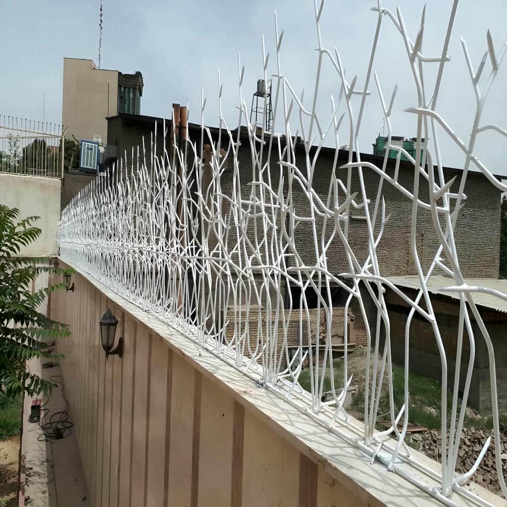 حفاظ شاخ گوزنی در یزد