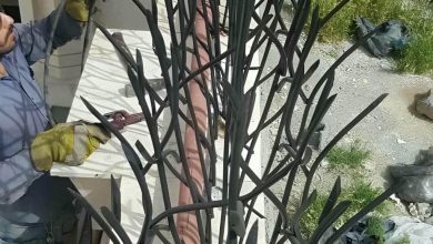 حفاظ شاخ گوزنی در ایرانشهر
