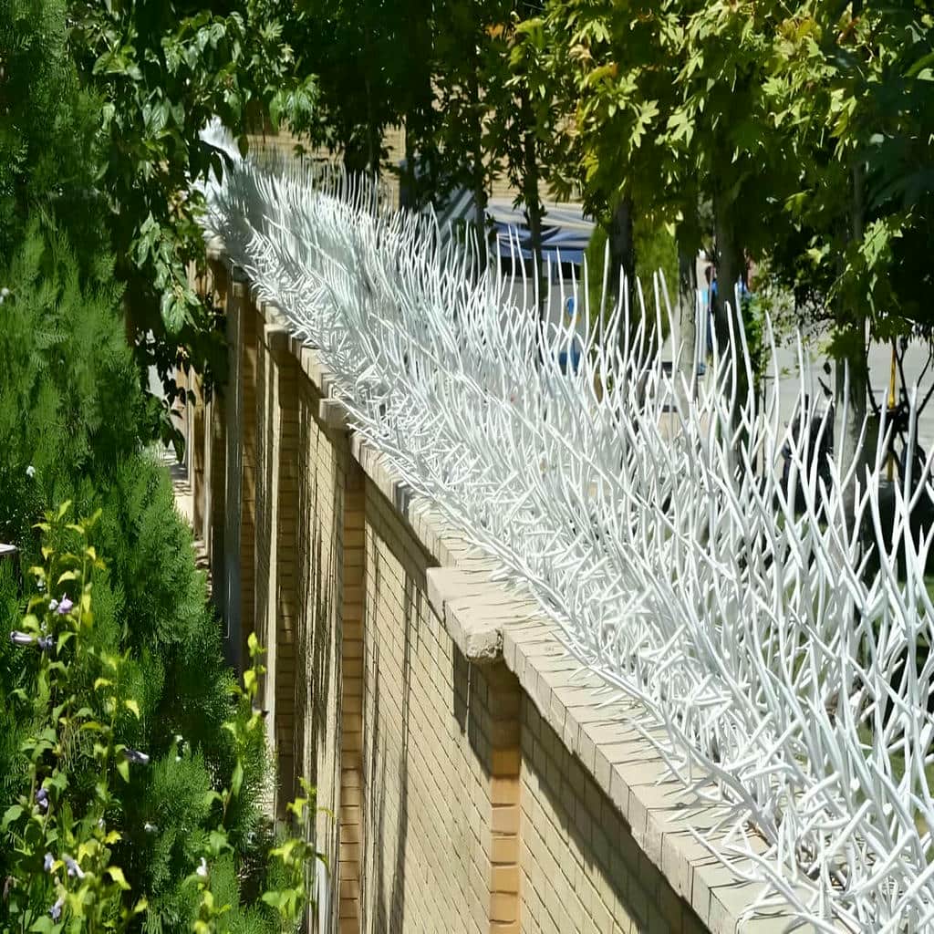 حفاظ شاخ گوزنی در کردان