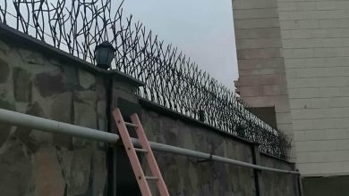 حفاظ شاخ گوزنی در شهریار