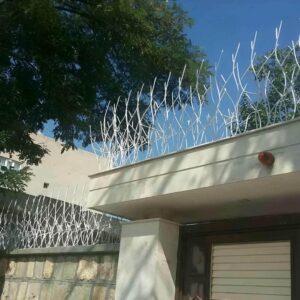 حفاظ شاخ گوزنی در عظیمیه کرج