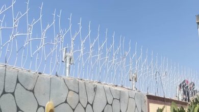 حفاظ شاخ گوزنی در بندر انزلی