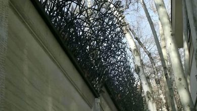 حفاظ شاخ گوزنی در قائمشهر