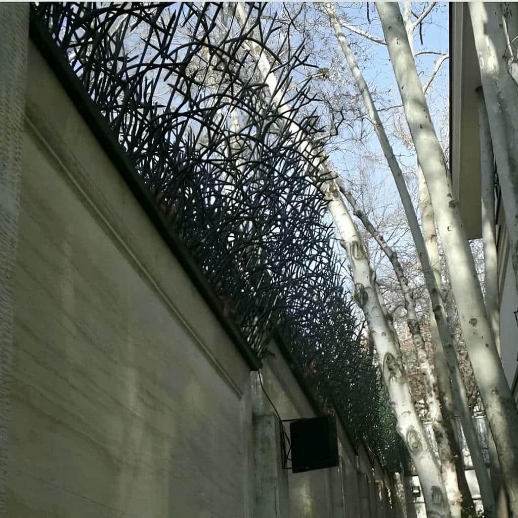 حفاظ شاخ گوزنی در قائمشهر