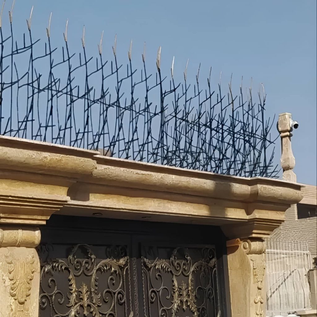 حفاظ شاخ گوزنی در قزوین