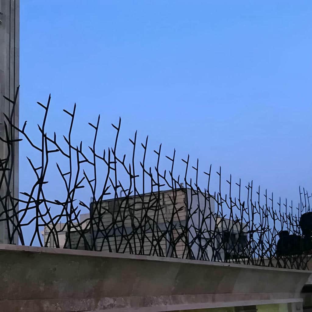 حفاظ شاخ گوزنی در ساوه