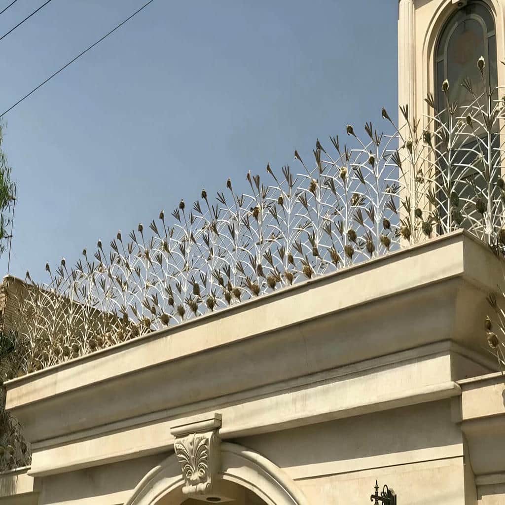 حفاظ شاخ گوزنی در بیرجند