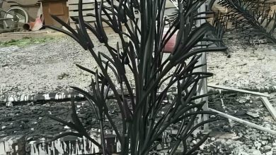 حفاظ شاخ گوزنی در اردبیل
