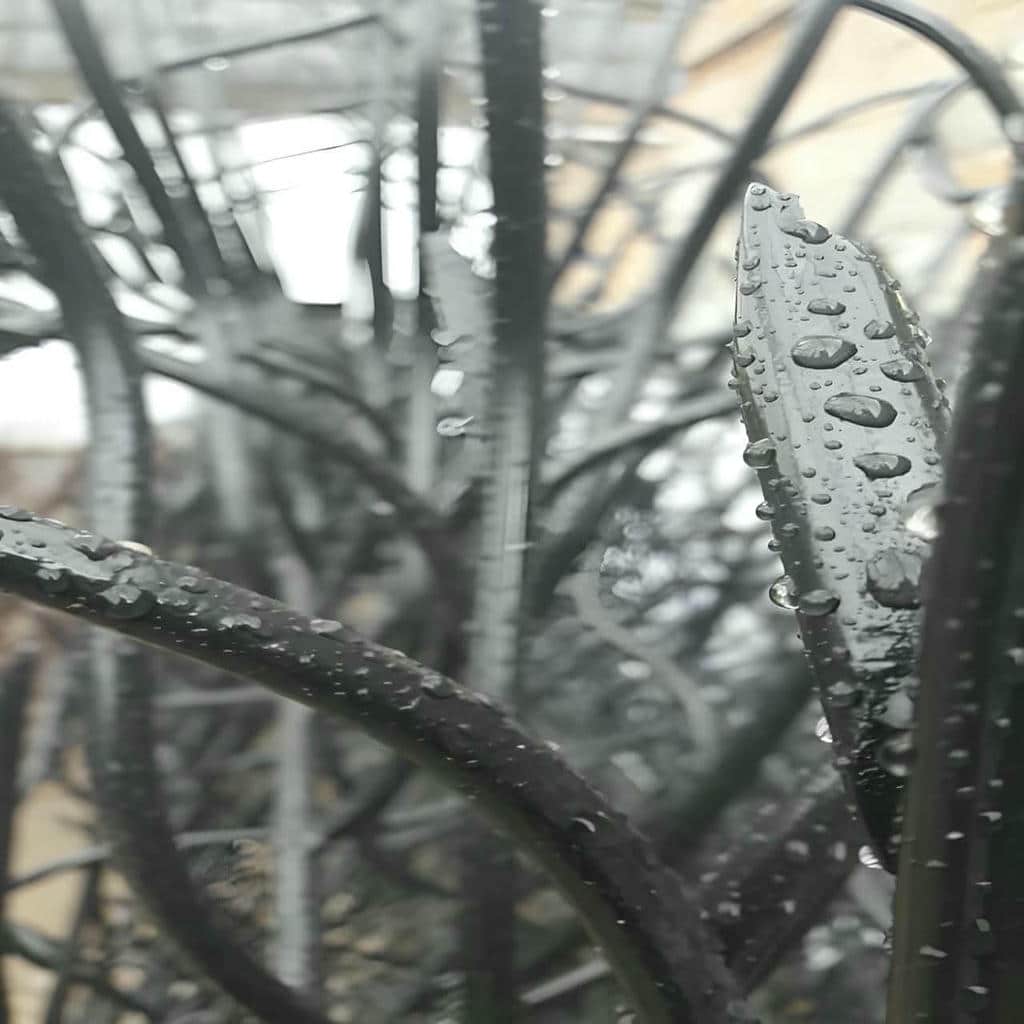 خرید حفاظ شاخ گوزنی تراکم بالا در طالقان