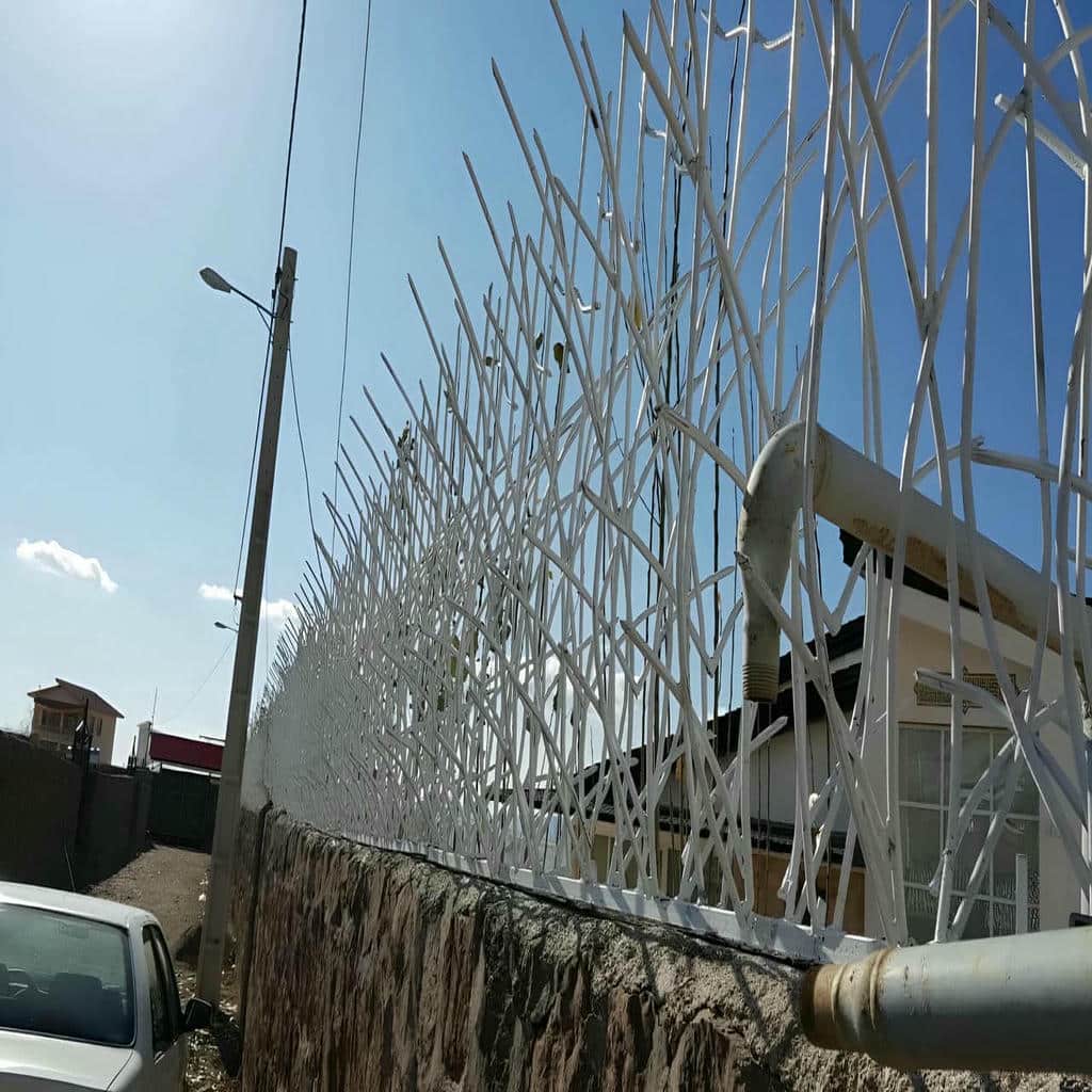 حفاظ شاخ گوزنی در استان خوزستان