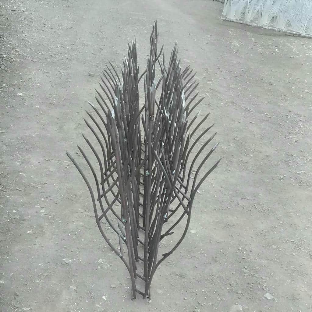 حفاظ شاخ گوزنی در یاسوج