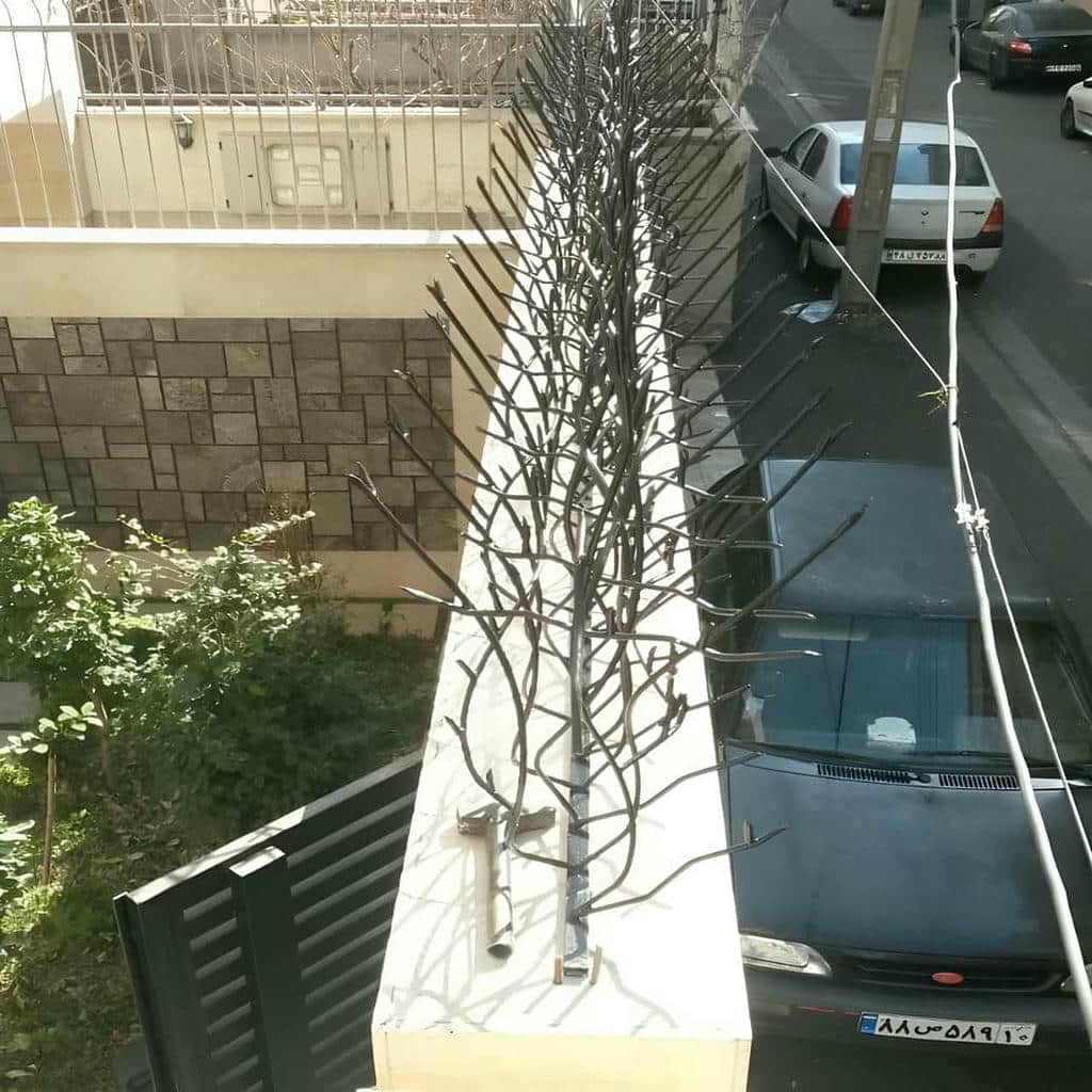 حفاظ شاخ گوزنی در بابل