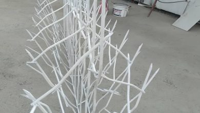 حفاظ شاخ گوزنی در رشت