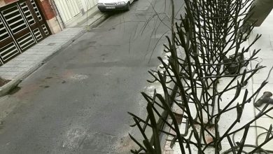 حفاظ شاخ گوزنی در استان مازندران