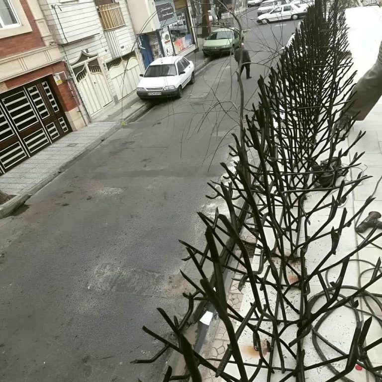 حفاظ شاخ گوزنی در استان مازندران حفاظ شاخ گوزنی در استان مازندران