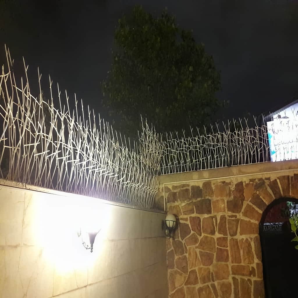 حفاظ شاخ گوزنی با نصب محکم روی دیوار