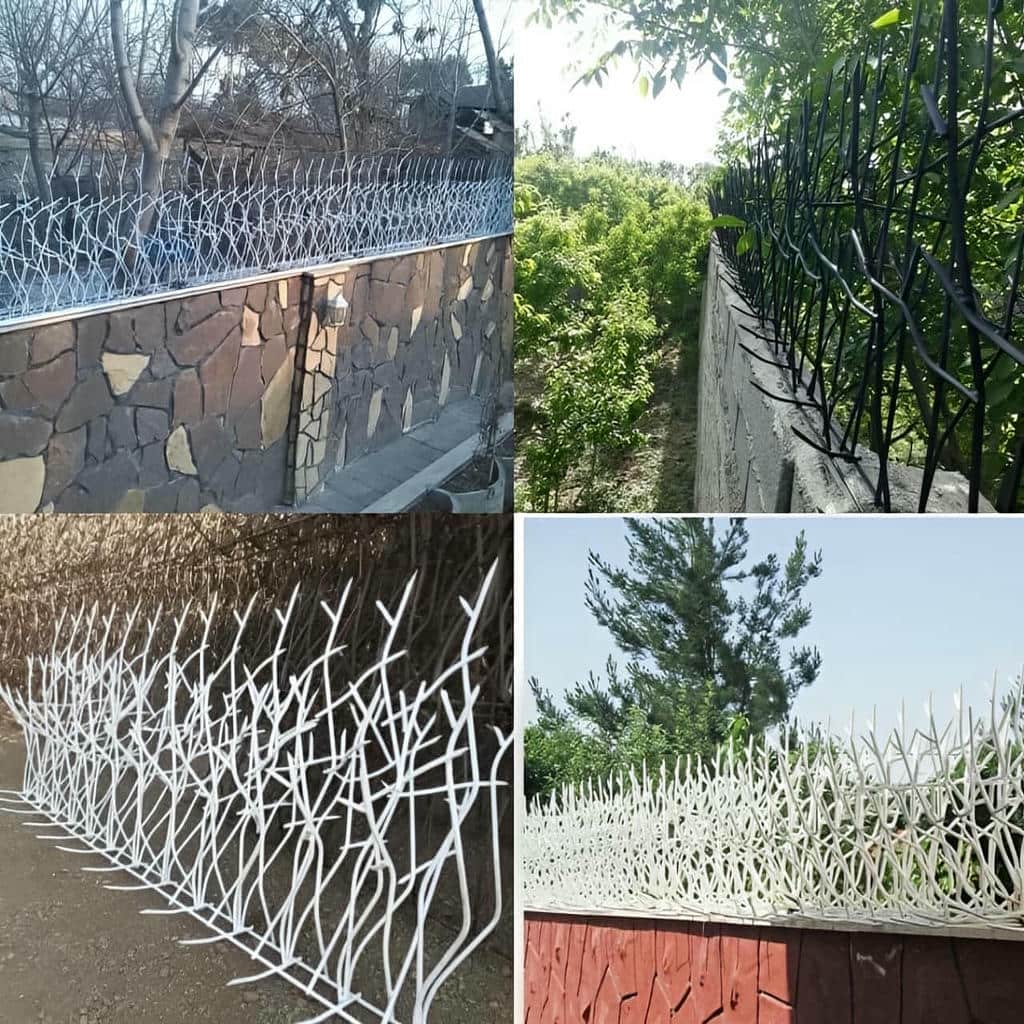 محافظ روی دیوار کرم در حیاط شیبدار استان اردبیل